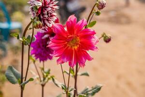 Foto Nahansicht von ein Zinnie Blume im das Garten