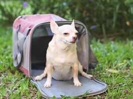 schläfrig braun kurz Haar Chihuahua Hund Sitzung im Vorderseite von Rosa Stoff Reisender Haustier Träger Tasche auf Grün Gras im das Garde. sicher Reise mit Tiere. foto