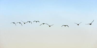 Herde von Antarktis oder blauäugig Kerle, Phalacrocorax bransfieldensis, Paulet Insel, Erebus und Terror Golf, Antarktis Halbinsel foto