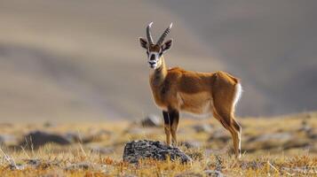 ai generiert im das Wildnis, das majestätisch tibetanisch Antilope, Pantholops hodgsonii, wandernd frei im es ist natürlich Lebensraum foto