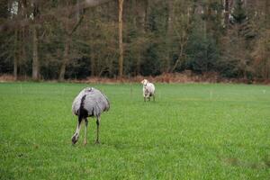 Frühling Zeit im Deutschland in der Nähe von barlo foto