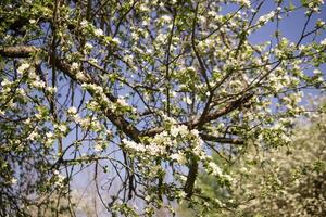 ein Apfel Baum im ein Blühen Park, das Allgemeines plan.blooming Geäst von ein Apfel Baum mit Weiß Blumen, ein Hintergrund von Frühling Natur foto