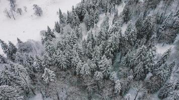 Luftaufnahme des verschneiten Waldes - Drohnenansicht der verschneiten Bäume foto