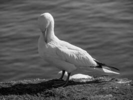 Vögel auf helgoland Insel foto