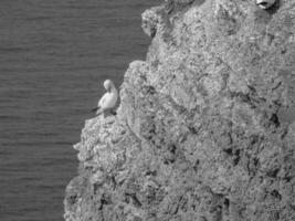 Vögel auf helgoland Insel foto