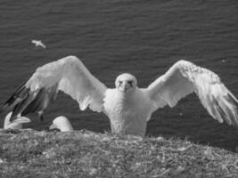 Vögel auf helgoland Insel foto