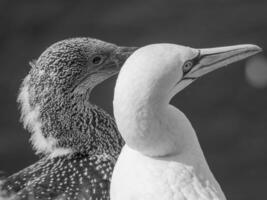 Vögel auf helgoland Insel foto