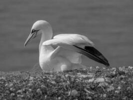 Vögel auf helgoland Insel foto