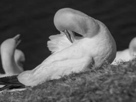 Vögel auf helgoland Insel foto