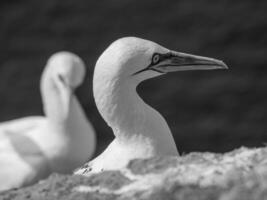 Vögel auf helgoland Insel foto