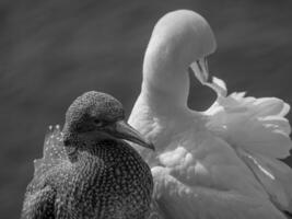 Vögel auf helgoland Insel foto