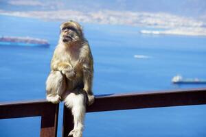 nett fotografieren von ein Gibraltar Affe mit das Hafen hinter foto