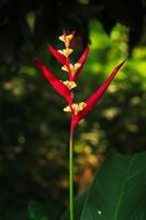 Heliconia Blume hat rot Blütenblatt blühen im das Garten. Heliconia Blume Latein genannt Heliconia psittacorum. Heliconia Blume von Heliconiaceae Familie. diese Pflanze ist Schönheit Blume im das tropisch foto