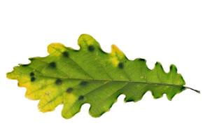 Detail eines Eichenblattes mit Gelege von Gallwespen Cynipidae foto