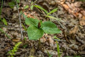 wild Trillium oder Krötenschatten Pflanze foto