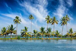 Kerala Backwaters mit Palmen foto