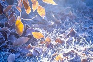 ai generiert eisig Ruhe gefallen Blätter geschmückt mit Raureif im ein schneebedeckt Park foto