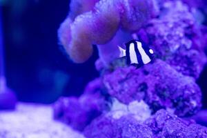 ein Humbug Damselfish oder Abonnieren Abonnieren Schwimmen um das Blase Koralle Plerogyra sinuosa foto