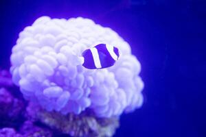 ein Humbug Damselfish oder Abonnieren Abonnieren Schwimmen um das Blase Koralle Plerogyra sinuosa foto