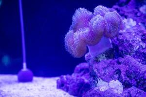 mehrere Typen von Koralle und Meer Anemonen eine solche wie Stichodactyla Gigante, Blase Spitze, und Liponenma welche sind häufig benutzt wie Schutz zum Clownfisch foto