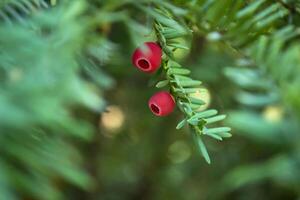 immergrün Baum schließen hoch. Eibe Baum. Grün natürlich Muster. Taxus Baccata. foto