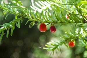 immergrün Baum schließen hoch. Eibe Baum. Grün natürlich Muster. Taxus Baccata. foto