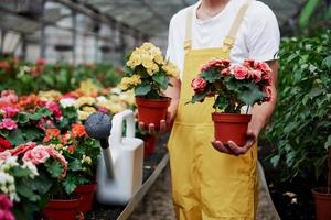 männlicher Bauer hält zwei Vasen mit Blumen im Gewächshaus voller Pflanzen foto