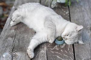 spielerisch Katze schottisch Silber Kätzchen leckt ein Ball von Katzenminze während Lügen auf ein hölzern Tabelle auf das Terrasse im das Garten foto