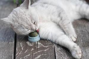 spielerisch Katze hat Spaß mit ein Katzenminze Ball Spielzeug, Liebling Aktivität von pelzig Haustiere, ein aufregend Spielzeug behandeln zum Ihre Geliebte Haustier foto