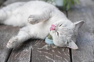 spielerisch Katze hat Spaß mit ein Katzenminze Ball Spielzeug, Liebling Aktivität von pelzig Haustiere, ein aufregend Spielzeug behandeln zum Ihre Geliebte Haustier foto