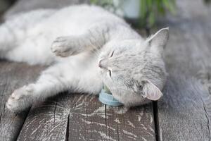 spielerisch schottisch Katze leckt ein Spielzeug Ball von Katzenminze, Favorit behandeln zum pelzig Haustiere, aufregend Abenteuer im das Leben von Katzen foto