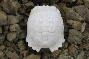 Schildkröte Fossil. tot und gebleicht Schildkröte Skelett. foto