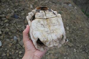 Schildkröte Fossil. tot und gebleicht Schildkröte Skelett. foto