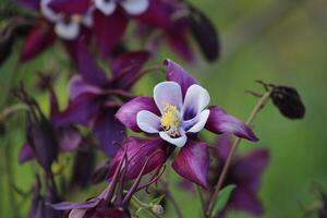 Aquilegia coerulea, das Colorado Blau Akelei, ist ein Spezies von blühen Pflanze im das Butterblume Familie Ranunkelgewächse, foto