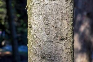 Textur von das Kofferraum Rinde von schottisch Fichte picea abies. Natur Haut Hintergrund. foto