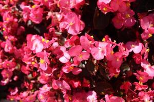 klein Rosa Blumen im ein kruppig planen. Blumen- Sommer- Hintergrund. Anbau. blühen Sträucher Pflanze Vermehrung foto