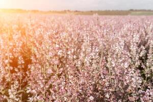 Feld von Clary Salbei - - Salvia Abonnieren im blühen, kultiviert zu Extrakt das wesentlich Öl und Honig. Feld mit blühen Salbei Pflanzen während golden Sonnenuntergang, entspannend Natur Sicht. schließen hoch. selektiv Fokus. foto