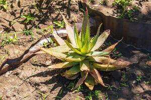 Agave amerikanisch, ebenfalls bekannt wie Wächter Anlage, Jahrhundert Anlage, maguey oder amerikanisch Aloe foto