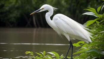 ai generiert großartig Weiß Reiher Vogel Lager Foto, Reiher Vogel Fotografie.Wildtiere Fotografie, foto