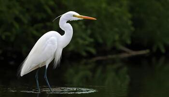 ai generiert großartig Weiß Reiher Vogel Lager Foto, Reiher Vogel Fotografie.Wildtiere Fotografie, foto