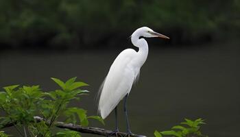 ai generiert großartig Weiß Reiher Vogel Lager Foto, Reiher Vogel Fotografie.Wildtiere Fotografie, foto