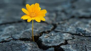 ai generiert belastbar Gelb Blume entstehenden von Boden Riss foto