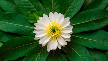 ai generiert isoliert Stevia Blume, ein natürlich Zucker Ersatz, auf Weiß Hintergrund foto