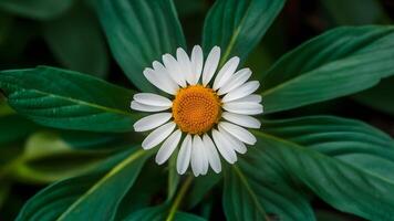 ai generiert Kamille Blume mit einzigartig Hintergrund, groß Grün Blätter foto