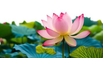 ai generiert exquisit Lotus Blume isoliert gegen rein Weiß Hintergrund foto