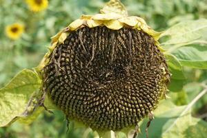 beim das Ende von ein Sonnenblumen blühen Zeitraum. das Blütenblätter haben schon gefallen aus und das Sonnenblume Saat sind jetzt beginnend zu reifen Mehr foto