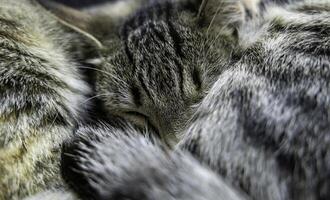 streunend Katzen im das Straße foto