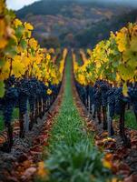 ai generiert gereift Weinberg Reihen beim Ernte foto