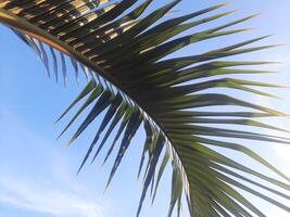 Palme Blatt von ein tropisch Baum auf Blau Himmel Hintergrund foto