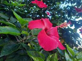 Nahansicht Aussicht von rot Hibiskus Blume mit verschwommen Grün Blätter Hintergrund foto